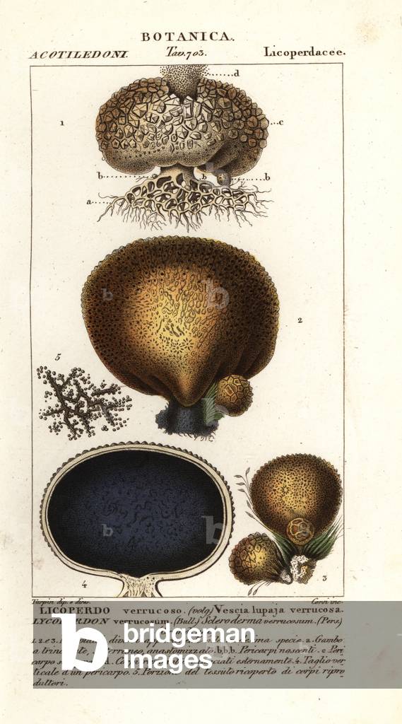 Earth balls, Scleroderma verrucosum