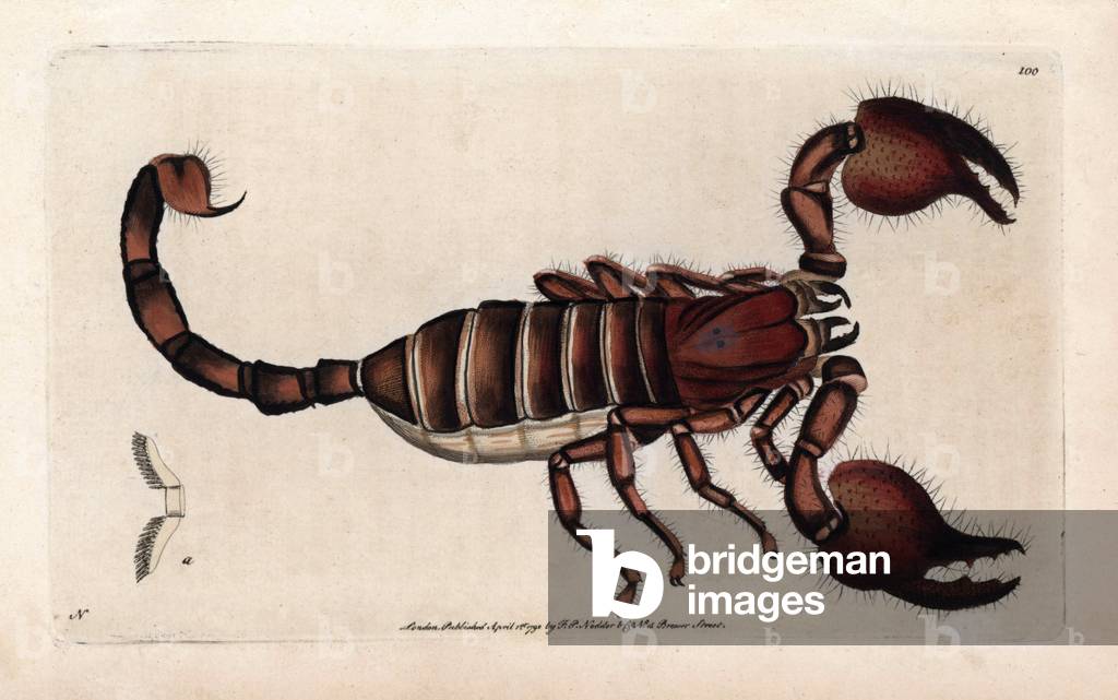 Scorpio of Sri Lanka. Signed illustration N (Frederick Nodder). Copper engraving by Frederick Polydor Nodder (1751-1801), for the naturalist collection, published in 1792 by George Shaw.