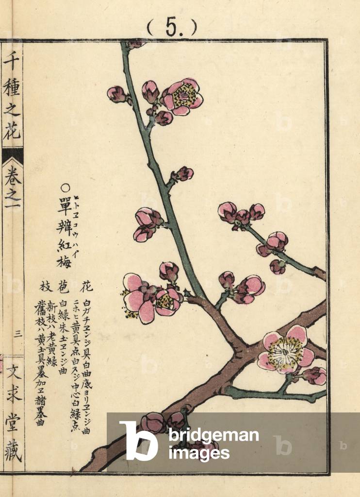 Hitoe koubai or species of red Chinese plum or Japanese apricot blossom, Prunus mume (Japanese apricot flower) Handcoloured woodblock print by Kono Bairei from Senshu no Hana (One Thousand Varieties of Flowers), Bunkyudo, Kyoto, 1900.