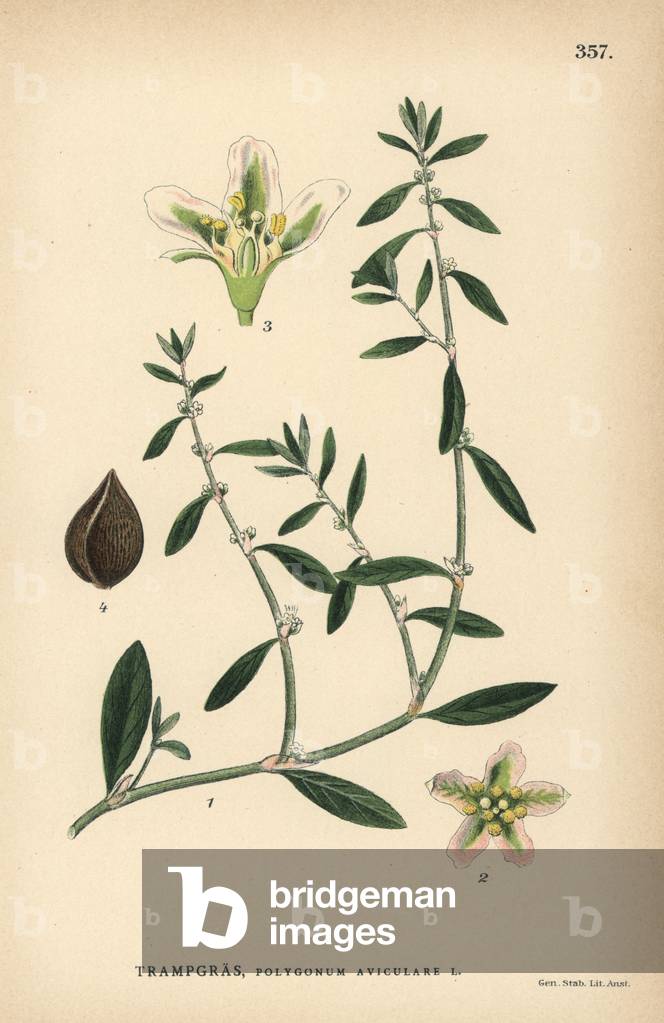 Common knotgrass, Polygonum aviculare