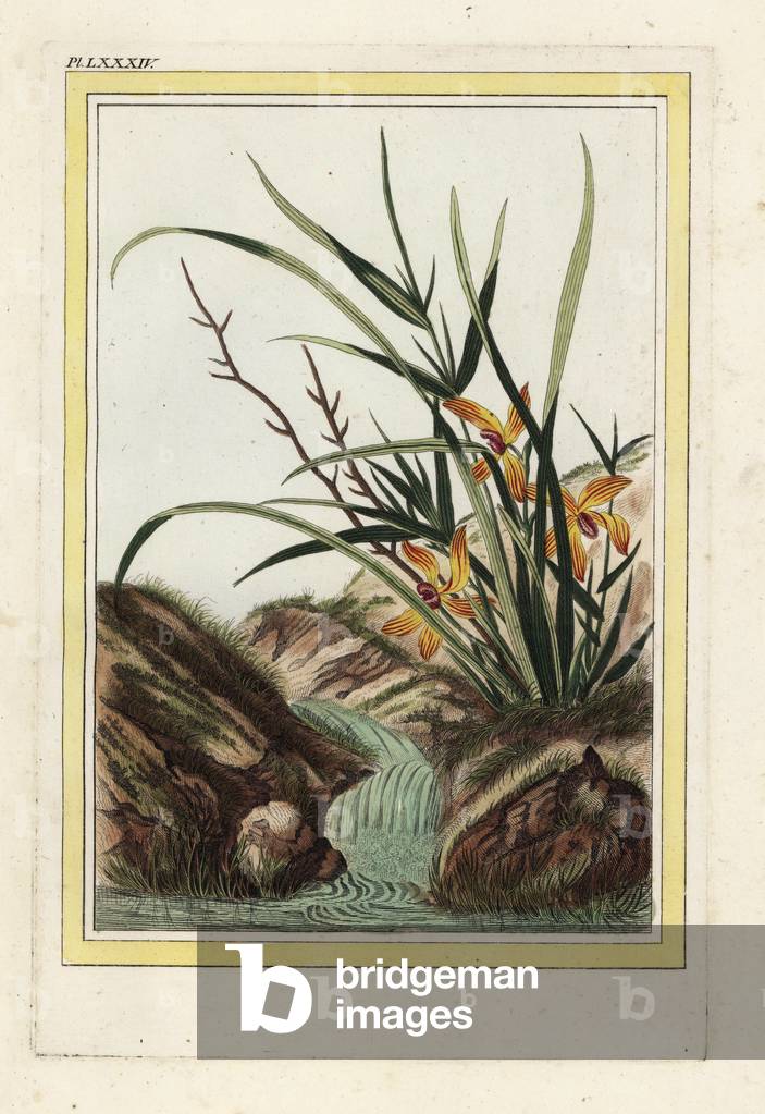 Elleborine from China, Helleborine orchid, Cephalanthera longifolia. Handcoloured etching from Pierre Joseph Buchoz 'Precious and illuminated collection of the most beautiful and curious flowers, grown both in the gardens of China and in those of Europe, Paris, 1776.