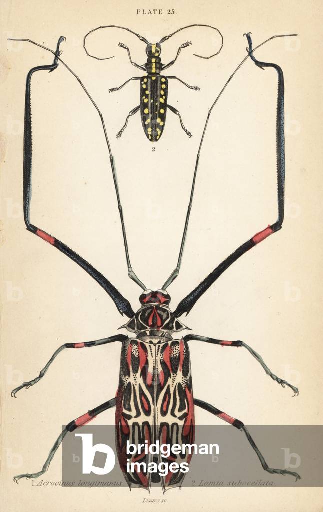 Harlequin beetle, Acrocinus longimanus 1, and flat-faced longhorn beetle, Taeniotes subocellatus 2