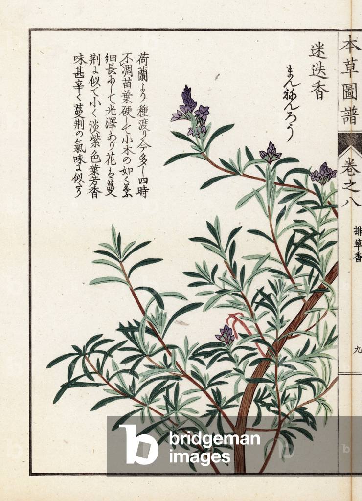 Rosemary or rosemary officinal - Japanese print by Kanen Iwasaki (1786-1842), from Honzo Zufu, illustrative guide to medicinal plants, 1884 - Rosemary, Rosmarinus officinalis - Colour printed woodblock engraving by Kan'en Iwasaki, from “” Honzo Zufu””, 1884