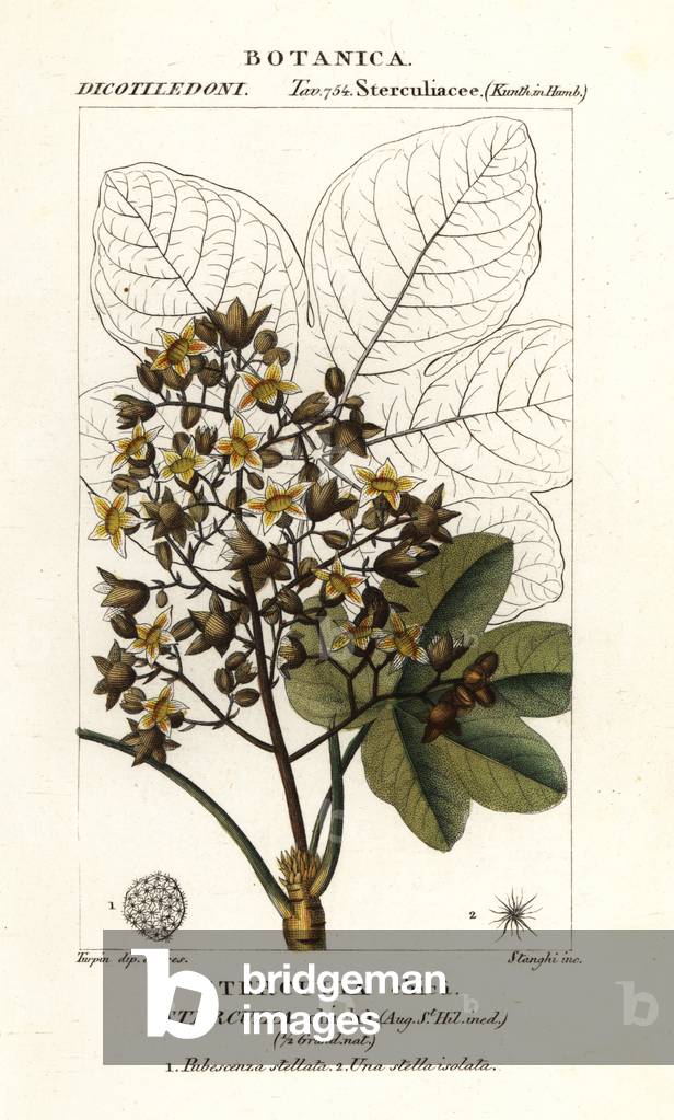 Panama tree or camoruco, Sterculia apetala