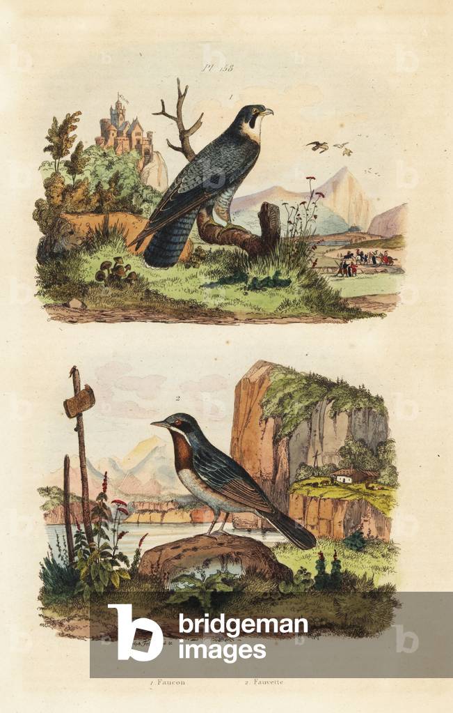 Merlin, Falco columbarius, and Moltoni's warbler, Sylvia subalpine