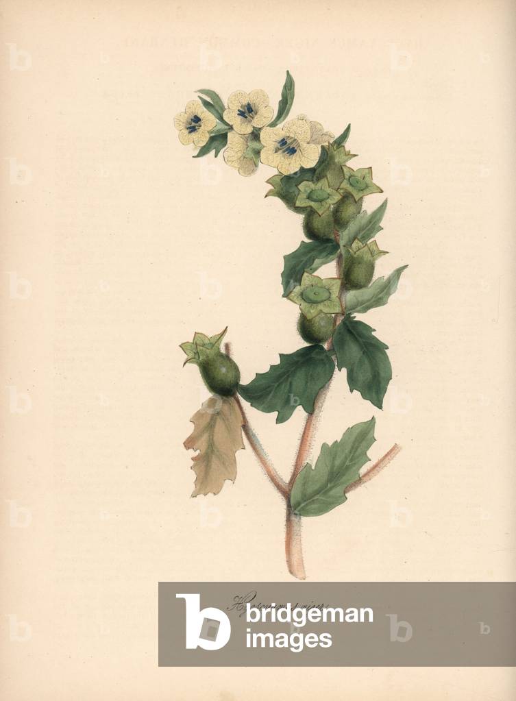 Black Jusquiame - Stinking nightshade or henbane, Hyoscyamus niger. Handcoloured zincograph by C. Chabot drawn by Miss M. A. Burnett from her “” Plantae Utiliores: or Illustrations of Useful Plants,”” Whittaker, London, 1842. Miss Burnett drew the botanical illustrations, but the text was chiefly by her late brother, British botanist Gilbert Thomas Burnett (1800-1835).