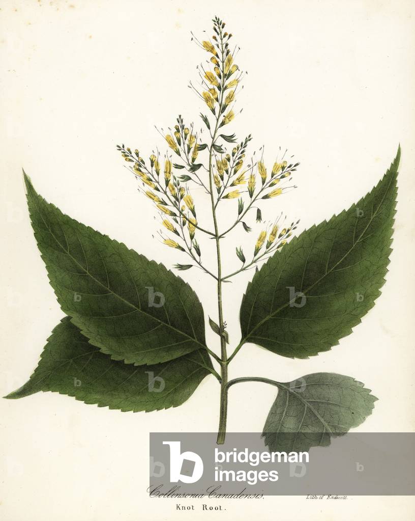 Richweed or knot root, Collinsonia canadensis