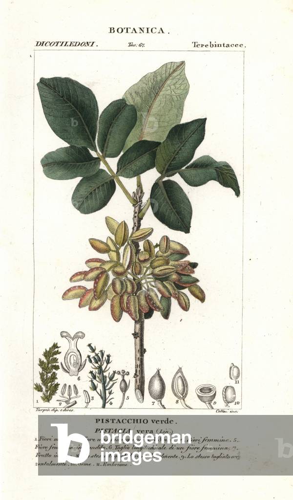 Pistachier commun ou vrai - Lithography, illustration by Jean Gabriel Pretre (1780-1885) edited by Pierre Jean Francois Turpin (1775-1840), extracted from the “dictionary of natural sciences” by Antoine de Jussieu (1686-1758) - Pistachio, Pistacia vera - Handcoloured copperplate engraving, illustration by J. G. Pretre (1780-1845), directed by P. J.F Turpin, from Jussieu's “” Dictionary of Natural Science,”” Paris, 1837