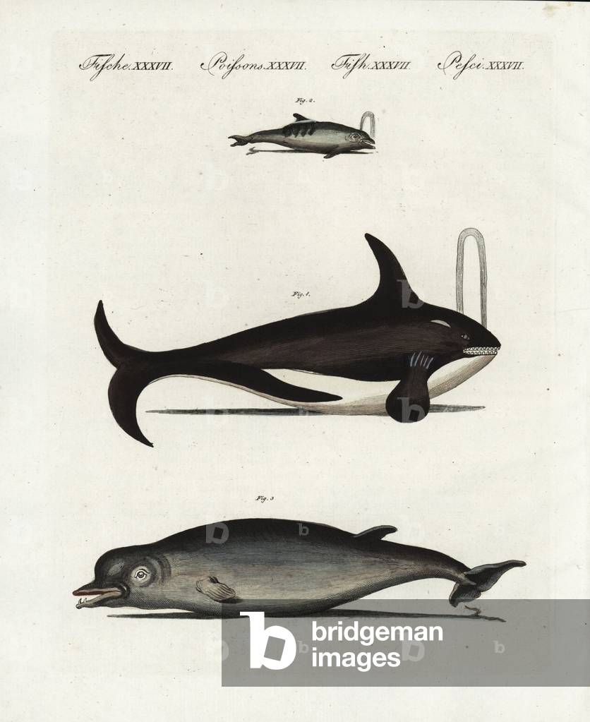 Fin whale or whale (fin whale) Balaenoptera physalus, endangered 1, bottlenose dolphin (grand dolphin), Tursiops truncatus 2, and northern bottom-nosed whale (hyperoodon boreal or arctic), Hyperoodon ampullatus 3. Handcoloured copperplate engraving from Friedrich Johann Bertuch's Bilderbuch fur Kinder (Picture Book for Children), Weimar, 1802.