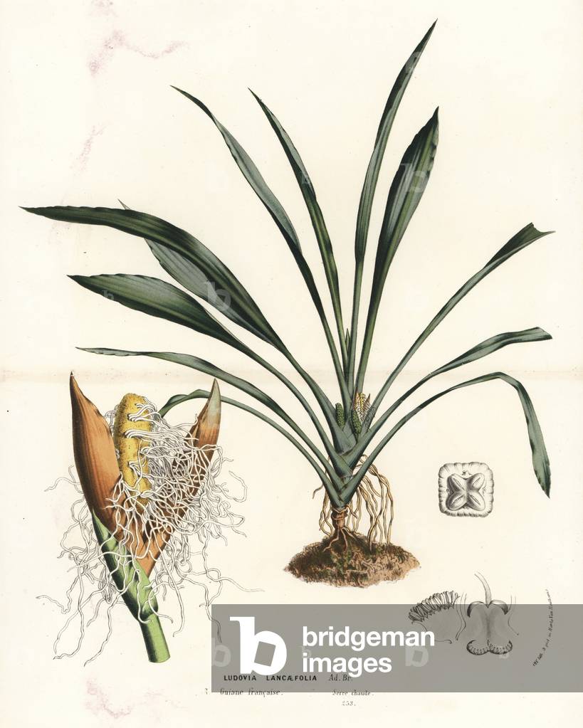 Ludovia lancifolia palm tree (Ludovia lancaefolia). Handcoloured lithograph from Louis van Houtte and Charles Lemaire's Flowers of the Gardens and Hothouses of Europe, Flore des Serres et des Jardins de l'Europe, Ghent, Belgium, 1862-65.