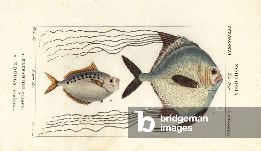 African pompano, Alectis ciliaris, Blepharis ciliaris, Blefaride ciliare 1 and ponyfish, Poulain ruse, Leiognathus equulus 2