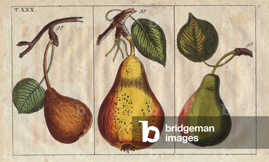 Pear varieties, Pyrus communis:  small Pfalzgrafin pear, Demoiselle and Windsor.