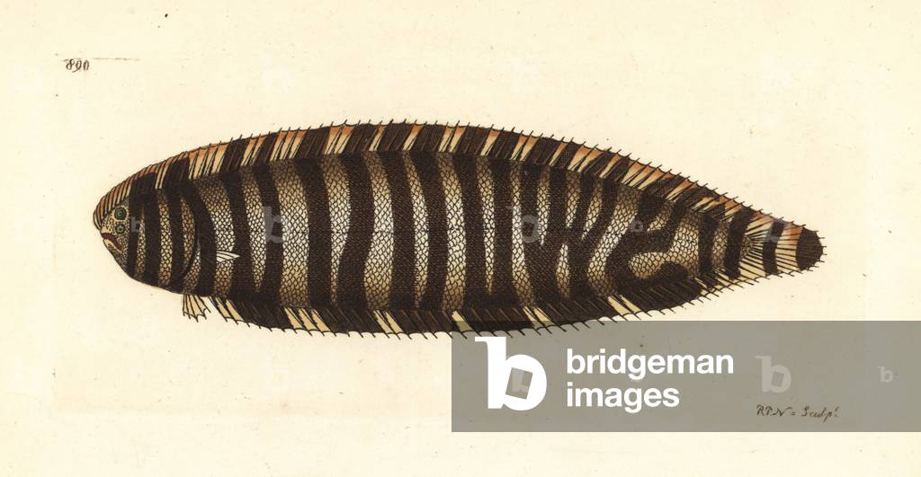 Zebra sole, Zebrias zebra (Pleuronectes zebra). Illustration drawn and engraved by Richard Polydore Nodder. Handcoloured copperplate engraving from George Shaw and Frederick Nodder's “” The Naturalist's Miscellany,”” London, 1809.