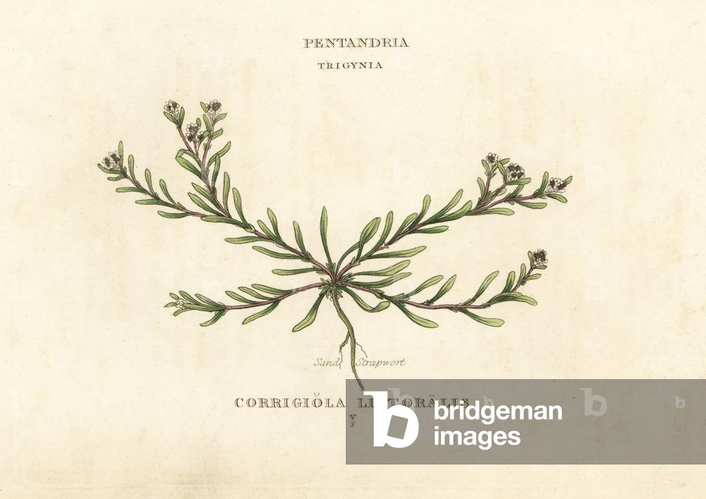 Sand strapwort, Corrigiola litoralis. Handcoloured copperplate engraving after an illustration by Richard Duppa from his The Clours and Orders of the Linnaean System of Botany, Longman, Hurst, London, 1816.