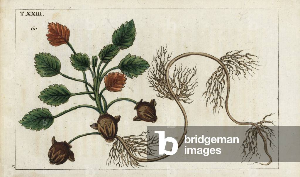 Water chestnut (water chestnut), Trapa natans (swimming macre). Handcolored copperplate engraving of a botanical illustration from G. T. Wilhelm's “” Unterhaltungen aus der Naturgeschichte” (Encyclopedia of Natural History), Augsburg, 1811. Gottlieb Tobias Wilhelm (1758-1811) was a clergy and naturalist in Augsburg, Bavaria.