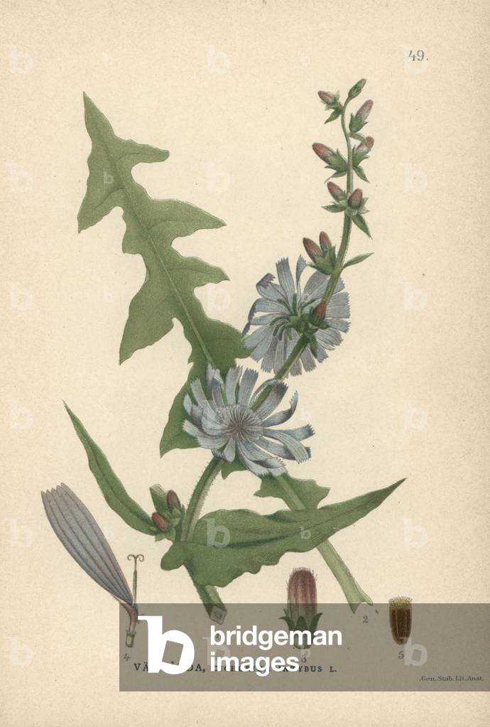 Chicory, Cichorium intybus