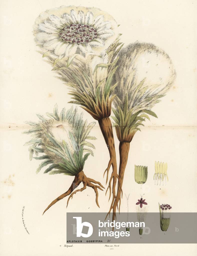 Snowball plant, Saussurea gossypiphora (Aplotaxis gossypina). Handcoloured lithograph from Louis van Houtte and Charles Lemaire's Flowers of the Gardens and Hothouses of Europe, Flore des Serres et des Jardins de l'Europe, Ghent, Belgium, 1862-65.