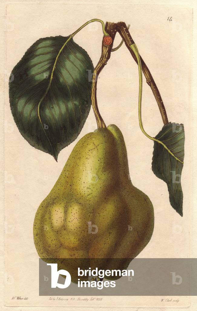 Bonchretien pear, summer variete (common pear tree).Lithography after the illustration by Augusta Withers (1793-1877), published in the “Pomology Magazine” (1828-1830), by John Lindley (1795-1865). Summer bonchretien pear, Pyrus communis, old variety cultivated since the 16th century. Illustration by Mrs. Withers. Handcoloured copperplate engraved by S. Watts from J. Lindley's “” Pomological Magazine,” London, 1828-1930.