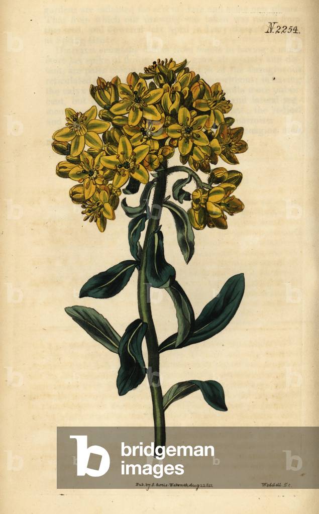 Street species, Ruta linifolia var. vargrandiflora. Handcoloured copperplate engraving by Weddell from Samuel Curtis' Botanical Magazine, London, 1822.