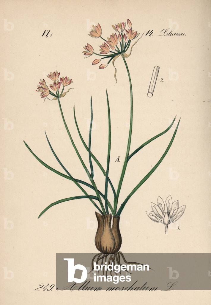 Musque garlic - Allium moschatum - Handcoloured lithograph from Diederich von Schlechtendal's German Flora (Flora von Deutschland), Jena, 1871