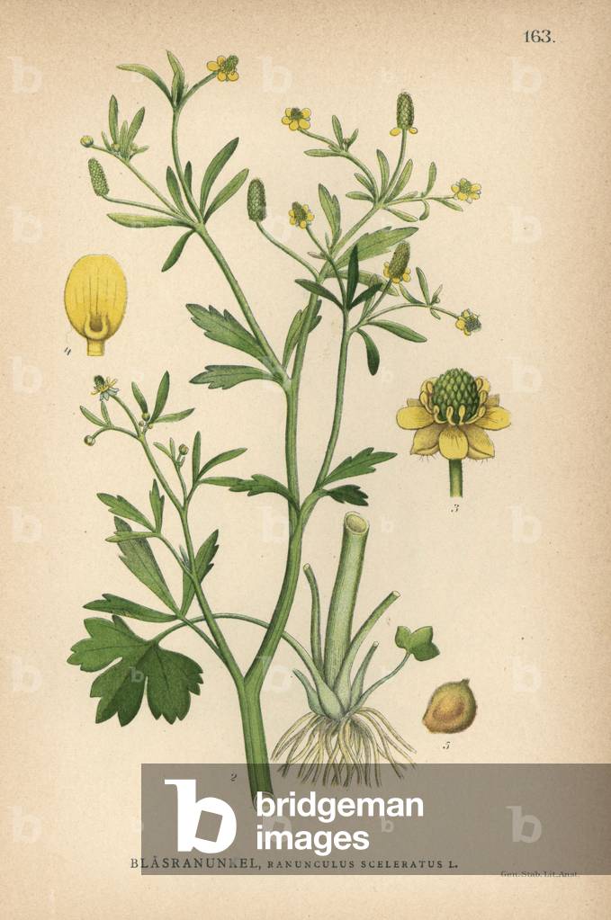 Cursed or celery-leaved buttercup, Ranunculus sceleratus
