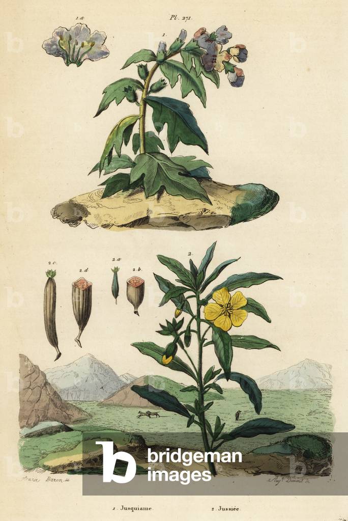 Black henbane, Hyoscyamus niger 1, and Peruvian primrose-willow, Ludwigia peruviana 2