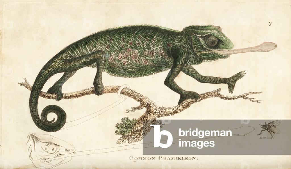 Chameleon, Chamaeleo chamaeleon (Common chamaeleon, Lacerta chamaeleon). Outline of prehensile tail and tongue extended to catch a fly. Handcoloured copperplate engraving by Heath after an illustration by George Shaw from his General Zoology, Amphibia, London, 1801.