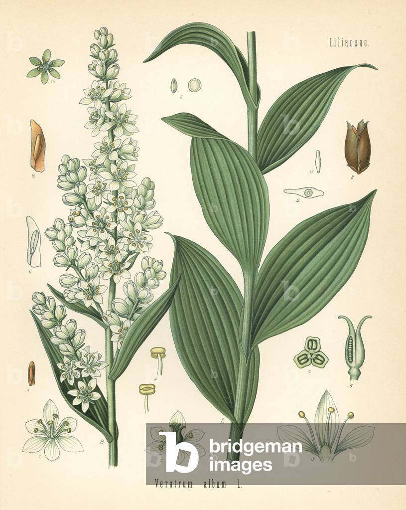White hellebore, Veratrum album. Chromolithograph after a botanical illustration from Hermann Adolph Koehler's Medicinal Plants, edited by Gustav Pabst, Koehler, Germany, 1887.