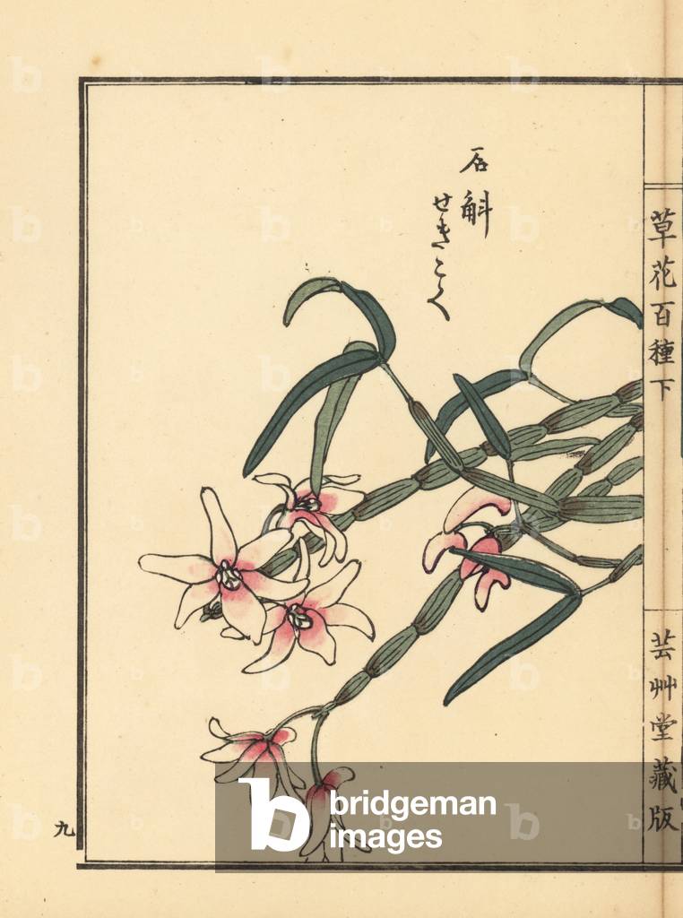 Sekkoku, Mohl's dendrobium or Japanese stone orchid, Dendrobium moniliforme. Handcoloured woodblock print by Kono Bairei from Kusa Bana Hyakushu (One Hundred Varieties of Flowers), Tokyo, Yamada, 1901.