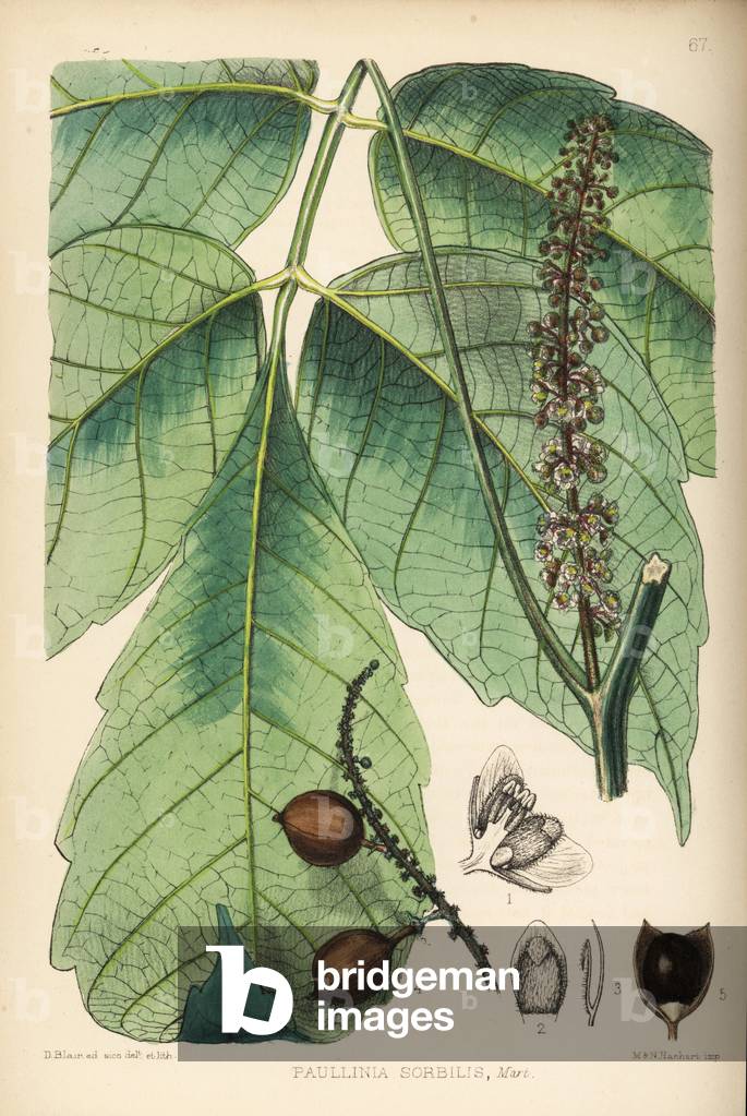 Guarana, Paullinia cupana (Paullinia sorbilis). Handcoloured lithograph by Hanhart after a botanical illustration by David Blair from Robert Bentley and Henry Trimen's Medicinal Plants, London, 1880.