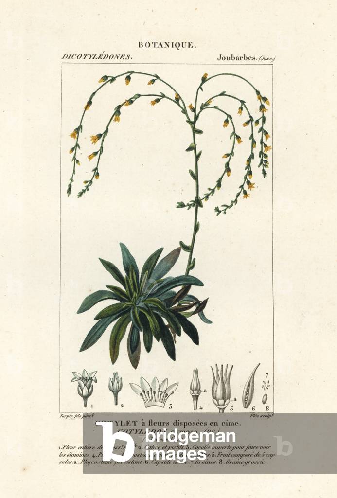 Canyon live-forever,, Dudleya cymosa