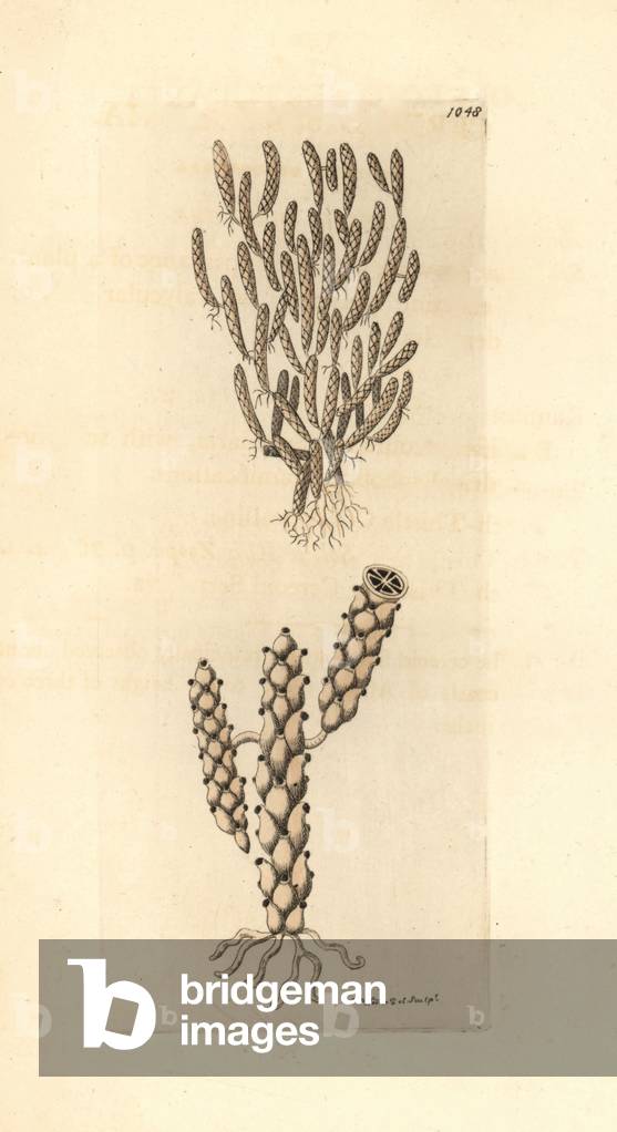 Cnidaire, Variete of fixed form, Cereoid sertularia - Lithography by Richard Polydore Nodder (1774-1823) published in The Naturalist Miscellany, 1812