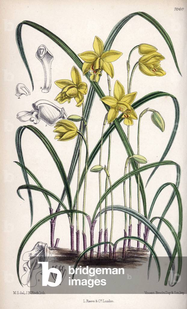 Spathoglottis ixioides, a yellow orchid native to the eastern Himalayas. Drawing by Matilda Smith (1854-1926), Lithography by J.N. Fitch in Curtis Botanical Magazine, by Joseph Dalton Hooker, published in London, England, by L. Reeve and Co, 1889.