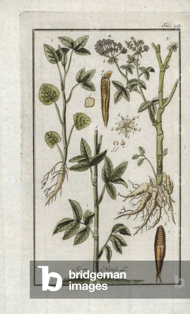 Berle of China (Sium ninzi). Lithograph from “Afbeelding der Artseny-Gewassen” by Johannes Zorn (1739-1799), Netherlands, 1796. Water parsnip, Sium ninsi. Handcoloured copperplate botanical engraving from J. Zorn's “Afbeelding der Artseny-Gewassen,” Amsterdam, 1796.