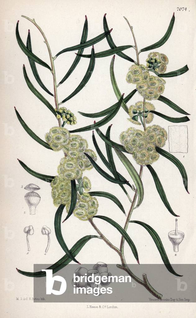 Eucalyptus stricta, native of New South Wales, Australia. Drawing by Matilda Smith (1854-1926), Lithography by E. Bates in Curtis Botanical Magazine, by Joseph Dalton Hooker, published in London, England, by L. Reeve and Co, 1889.