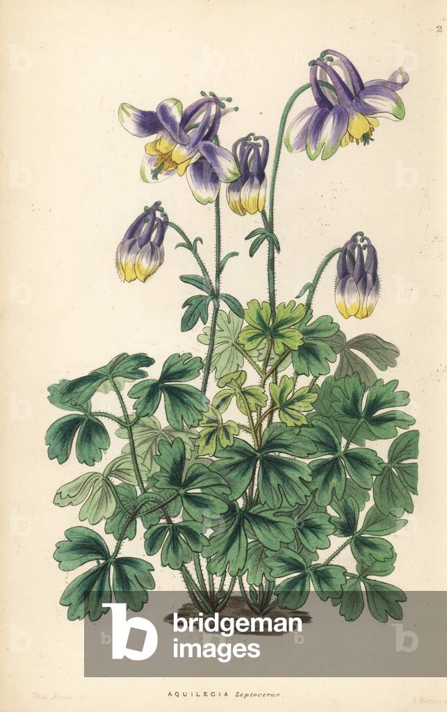 Columbine ancolia - Slender-horned columbine, Aquilegia leptoceras. Handcoloured copperplate engraving by G. Barclay after Miss Sarah Drake from John Lindley and Robert Sweet's Ornamental Flower Garden and Shrubbery, G. Willis, London, 1854.