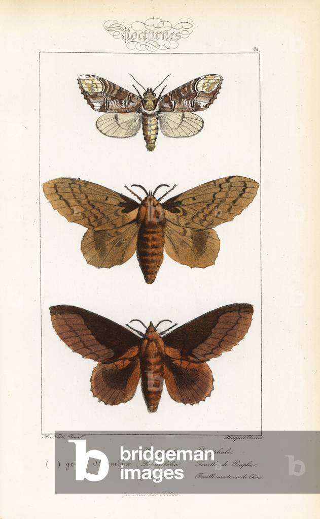 Buff-tip, Phalera bucephala, poplar lappet, Gastropacha populifolia, and lappet moth, Gastropacha quercifolia. Handcoloured steel engraving by the Pauquet brothers after an illustration by Alexis Nicolas Noel from Hippolyte Lucas' Natural History of European Butterflies, Histoire Naturelle des Lepidopteres d'Europe, 1864.
