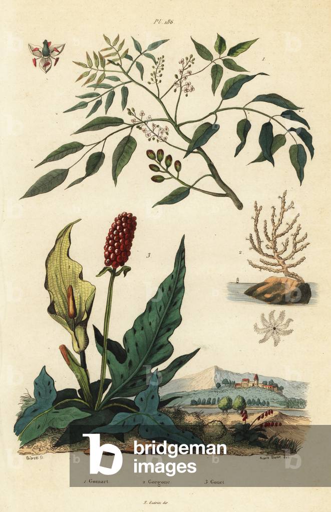 Gumbo-limbo, Bursera simaruba 1, broad sea fan coral or warty gorgonian, Eunicella verrucosa 2, and cuckoopint, Arum maculatum 3, Gomart, Gorgone, Gouet