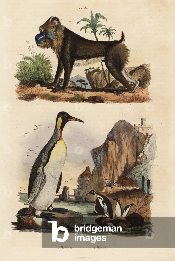 King penguin, Aptenodytes patagonicus 1, and mandrill, Mandrillus sphinx, vulnerable, 2