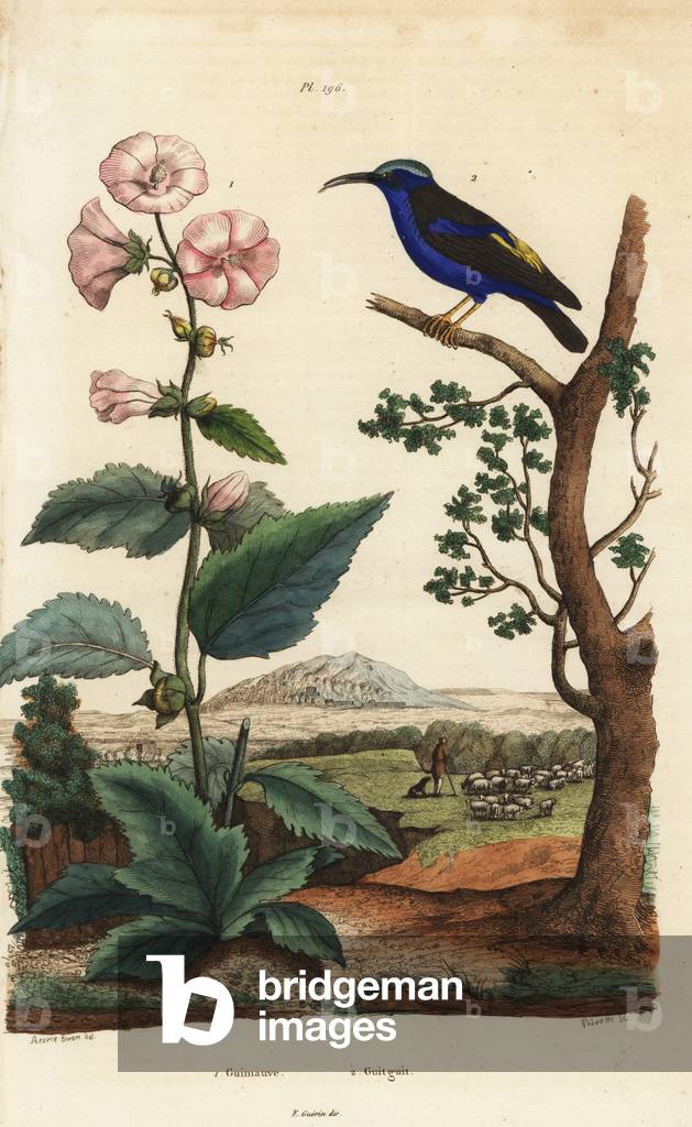 Marshmallow, Althaea officinalis 1, and purple honeycreeper, Cyanerpes caeruleus 2