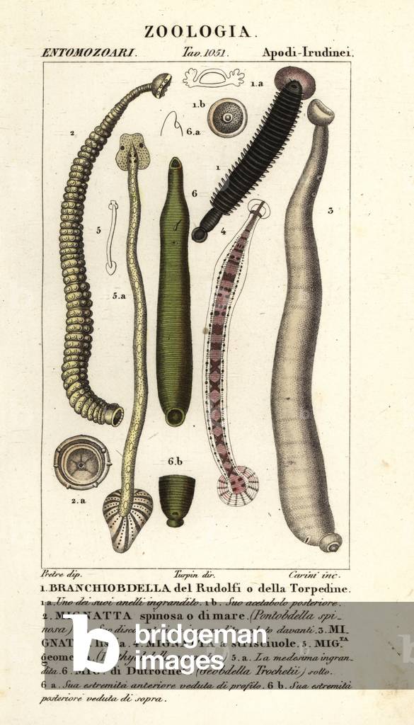 Fish leech and freshwater leeches: Branchiobdellida 1, Pontobdella spinosa 2, Whitmania laevis 3, Hirudo vittata 4, Piscicola geometra 5,  Ichthyobdella geometra 5, Geobdella trochetii 6