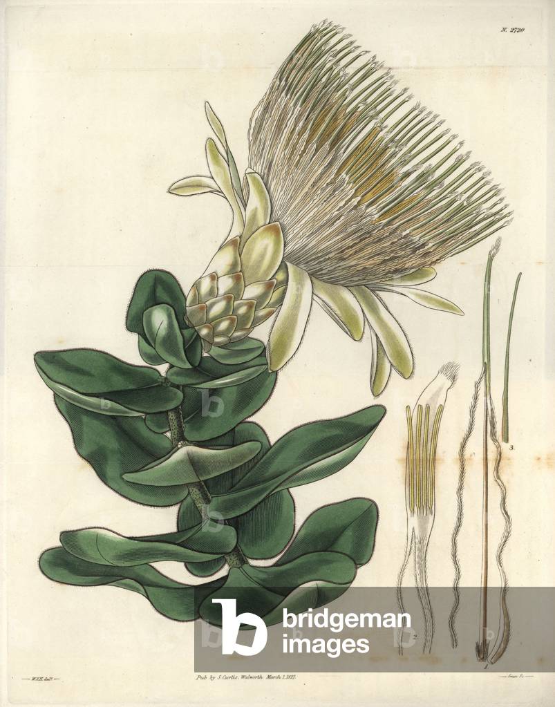 Protee has long flower cream color. Illustration by Wiliam Jackson Hooker (1785-1865), British botanist and writer, professor at the University of Glasgow (Scotland) and editor of Curtis's Botanical Magazine from 1827 to 1865. Grave by Swan, Strong Water published in William Curtis's The Botanical Magazine, 1827.