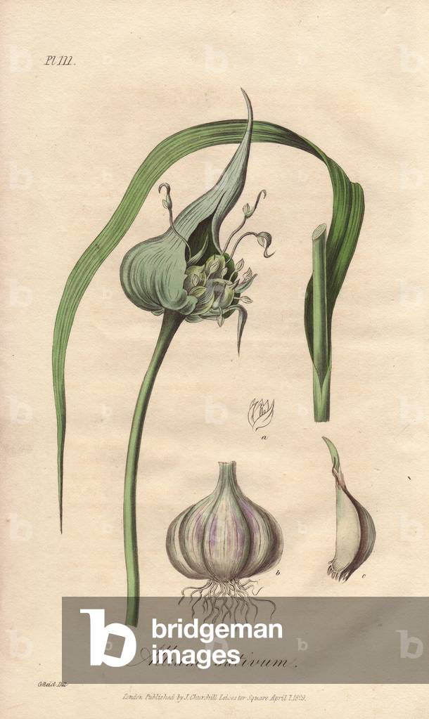 Common Garlic or Cultivated Garlic (Allium sativum) - Strong Water by William Clarke to illustrate “” Medical Botanical, Description of the Medicinal Plants of London, Edinburgh and Dublin” by John Stephenson and James Morss Churchill, published in London by John Churchill in 1831