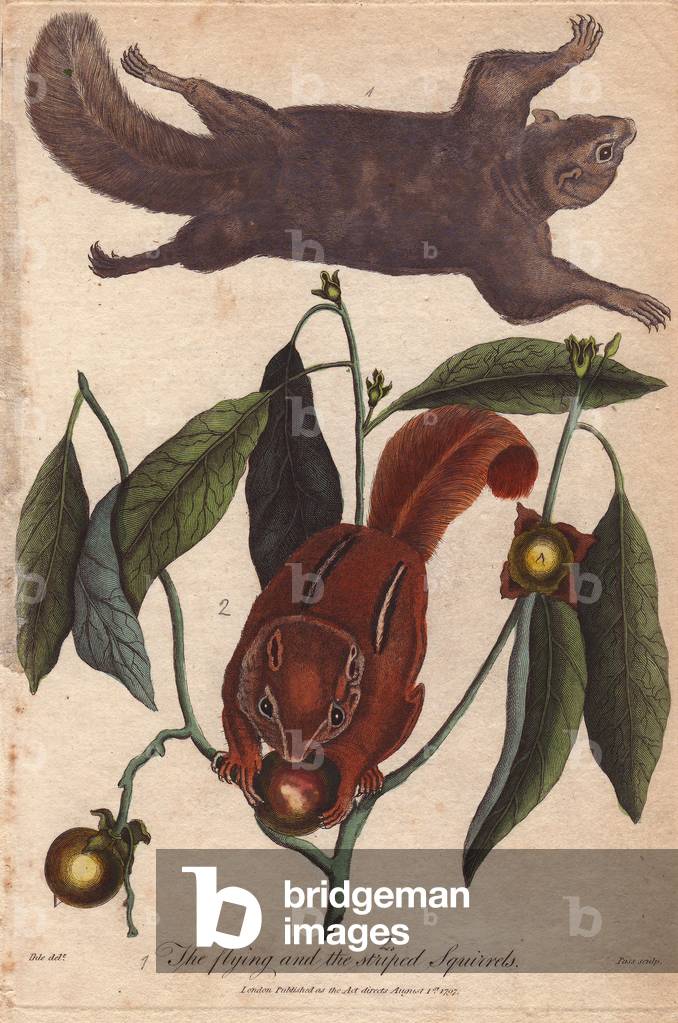 Flying squirrel and striped squirrelGlaucomys sabrinus and Tamias striatus