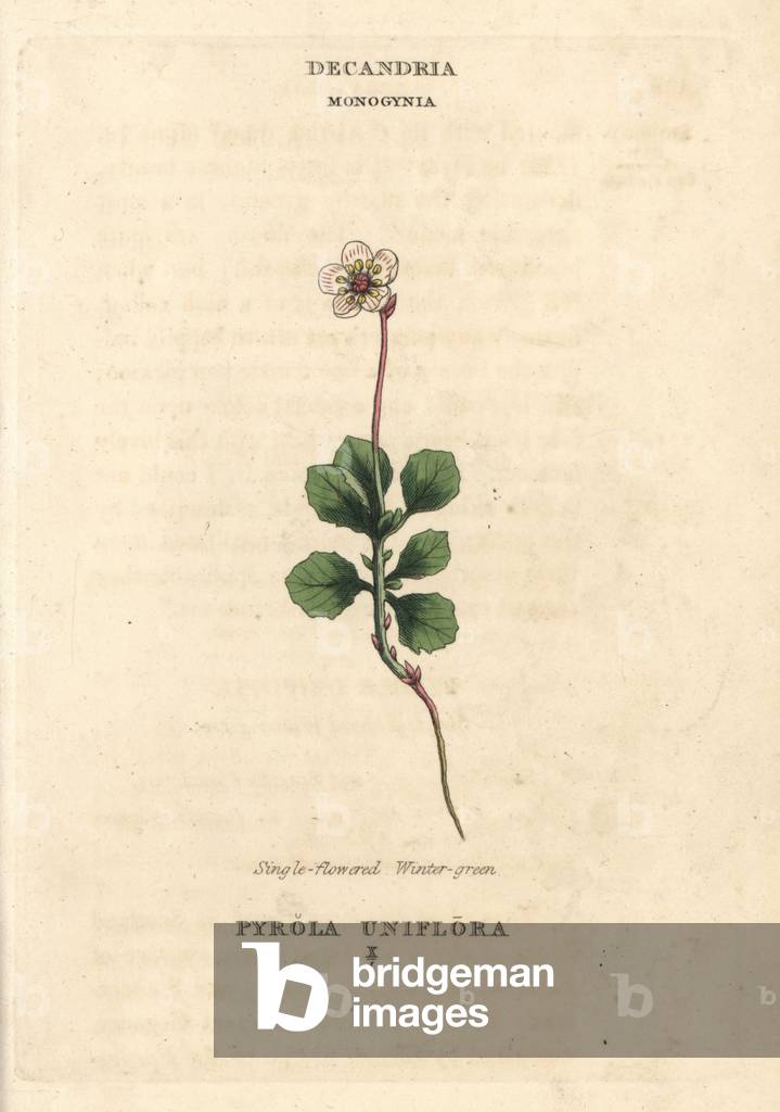 Single-flowered wintergreen, Moneses uniflora (Pyrola uniflora). Handcoloured copperplate engraving after an illustration by Richard Duppa from his The Clours and Orders of the Linnaean System of Botany, Longman, Hurst, London, 1816.