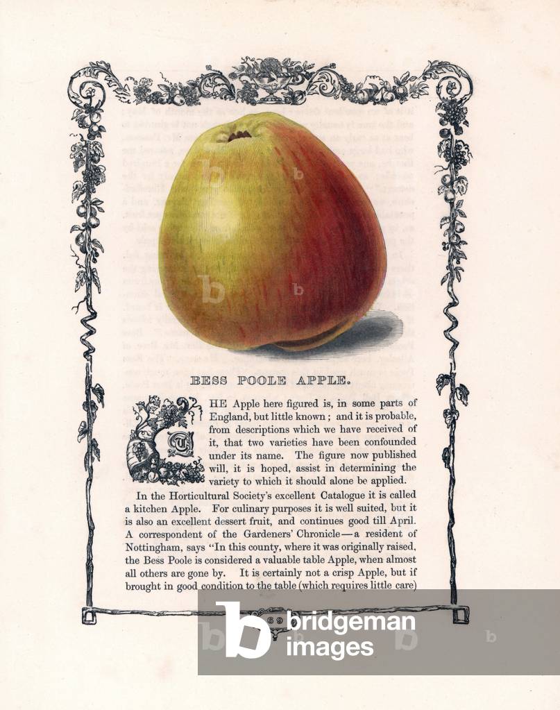 Variety apple Bess Poole. Lithograph by Benjamin Maund (1790-1863) published in The Fruitist, London, England, 1850. Bess Poole apple, Malus domestica. Handcoloured glyphograph from Benjamin Maund's “” The Fruitist,”” London, 1850, Groombridge and Sons.