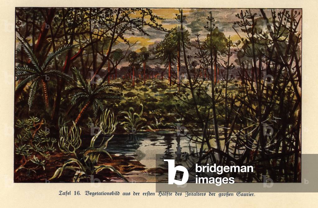 Vegetation from the first half of the Mesozoic era.