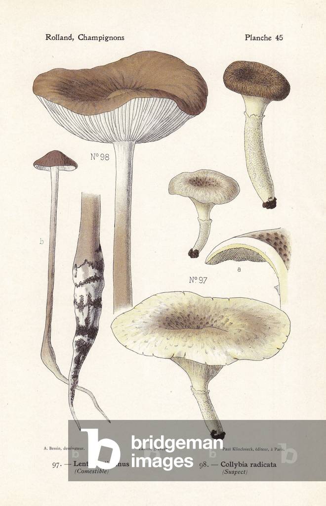 Little shiitake, Lentinus tigrinus and deep root mushroom, Xerula radicata (Collybia radicata). Chromolithograph by Lassus after an illustration by A. Bessin from Leon Rolland's Guide to Mushrooms from France, Switzerland and Belgium, Atlas des Mushrooms, Paul Klincksieck, Paris, 1910.