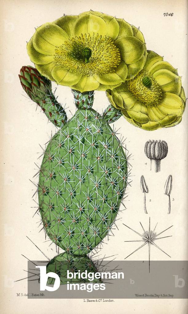 Opuntia polyacantha, yellow cactus native to the United States (USA). Drawing by Matilda Smith (1854-1926), Lithography by J.N. Fitch in Curtis Botanical Magazine, by Joseph Dalton Hooker, published in London, England, by L. Reeve and Co, 1889.