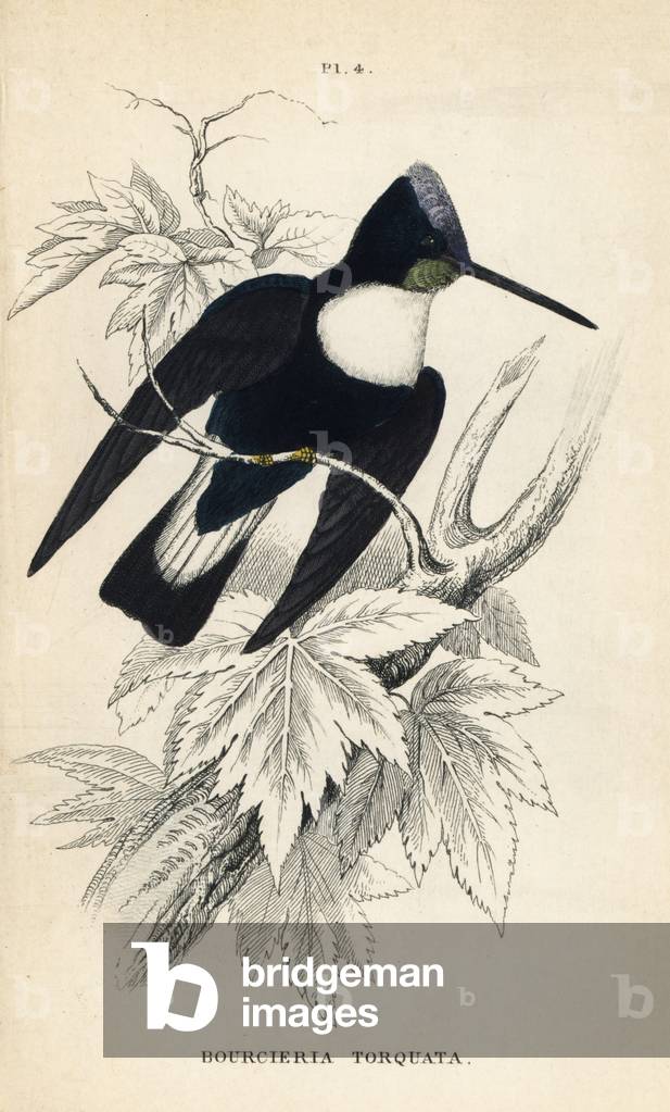Collared inca, Coeligena torquata (Bourcieria torquata). Handcoloured steel engraving from W.C.L. Martin's A General History of Humming-birds or the Trochilidae.